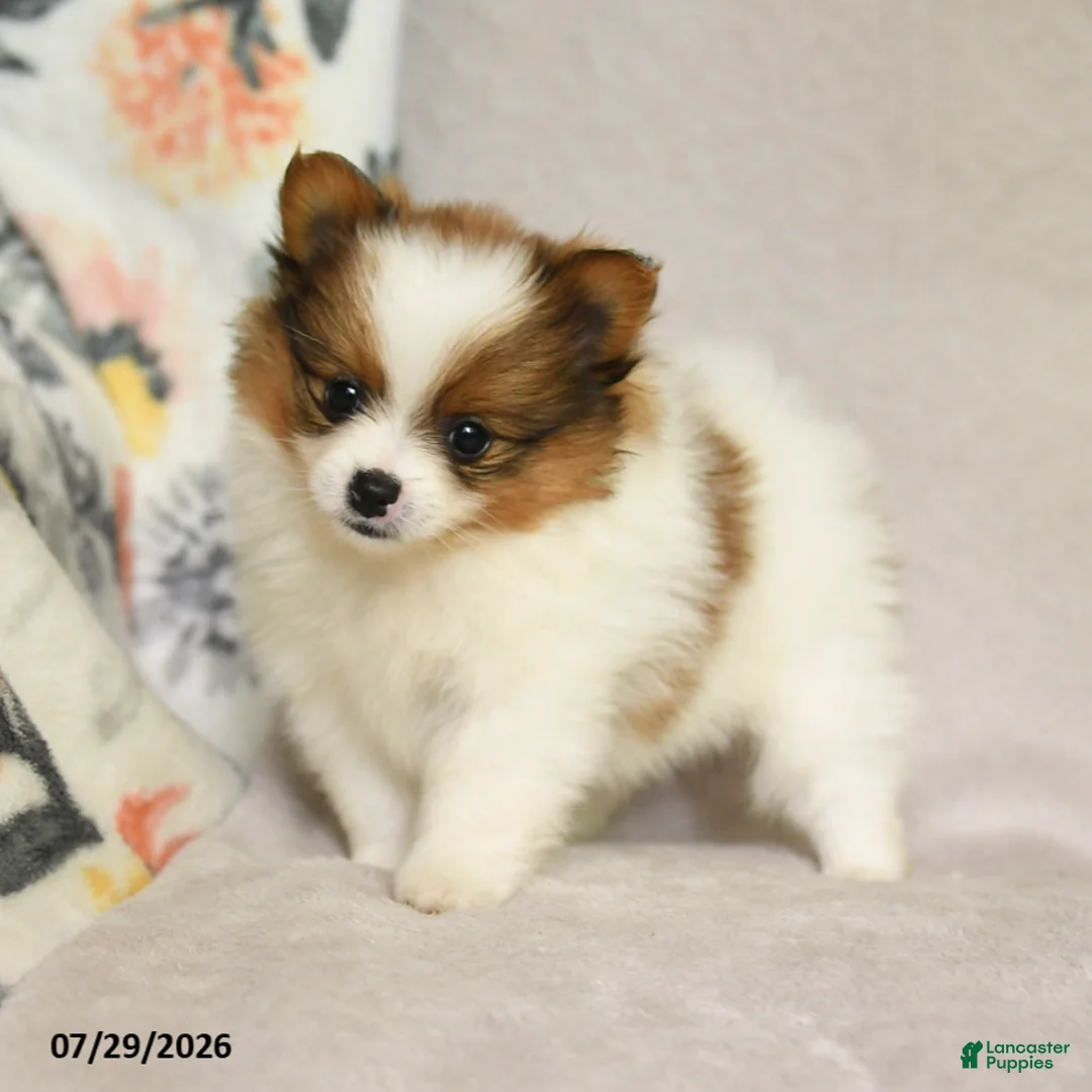 Pomeranian dogs for sale: Brittany - Ad 1