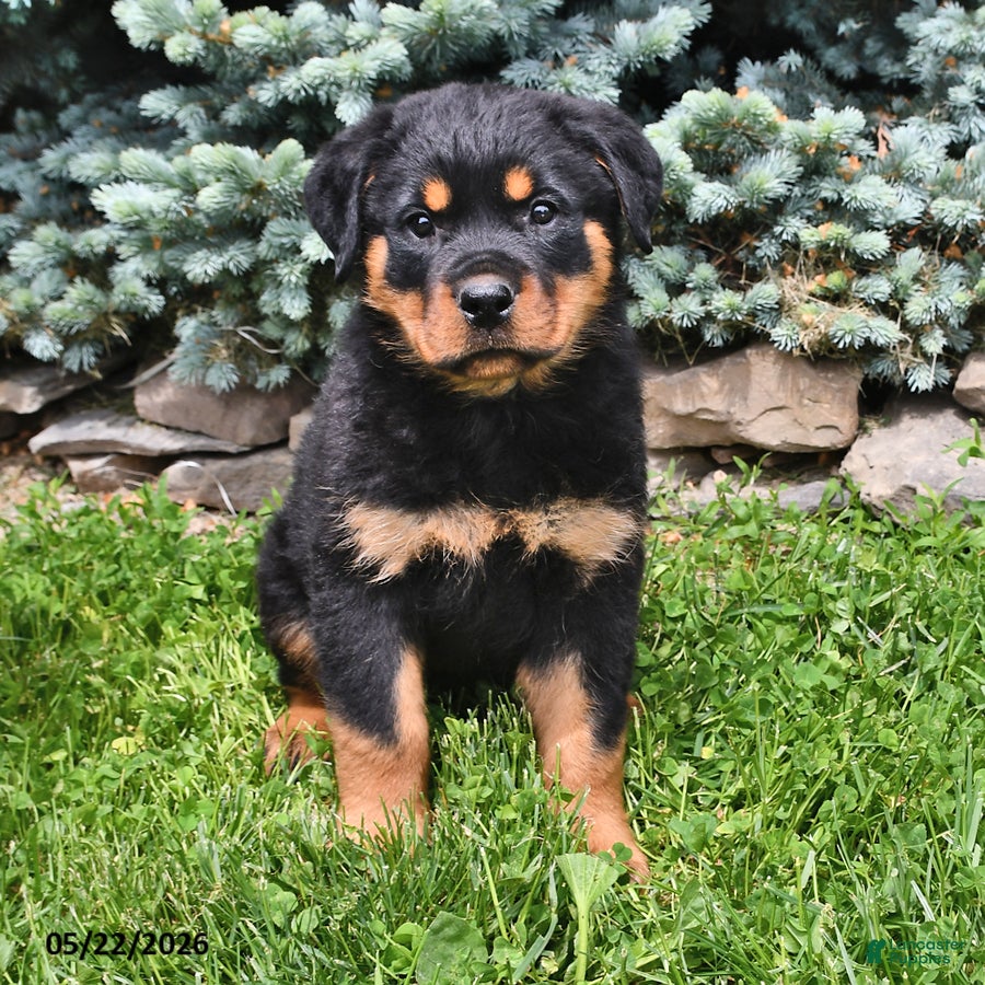 Rottweiler dogs Bruno - Ad 2