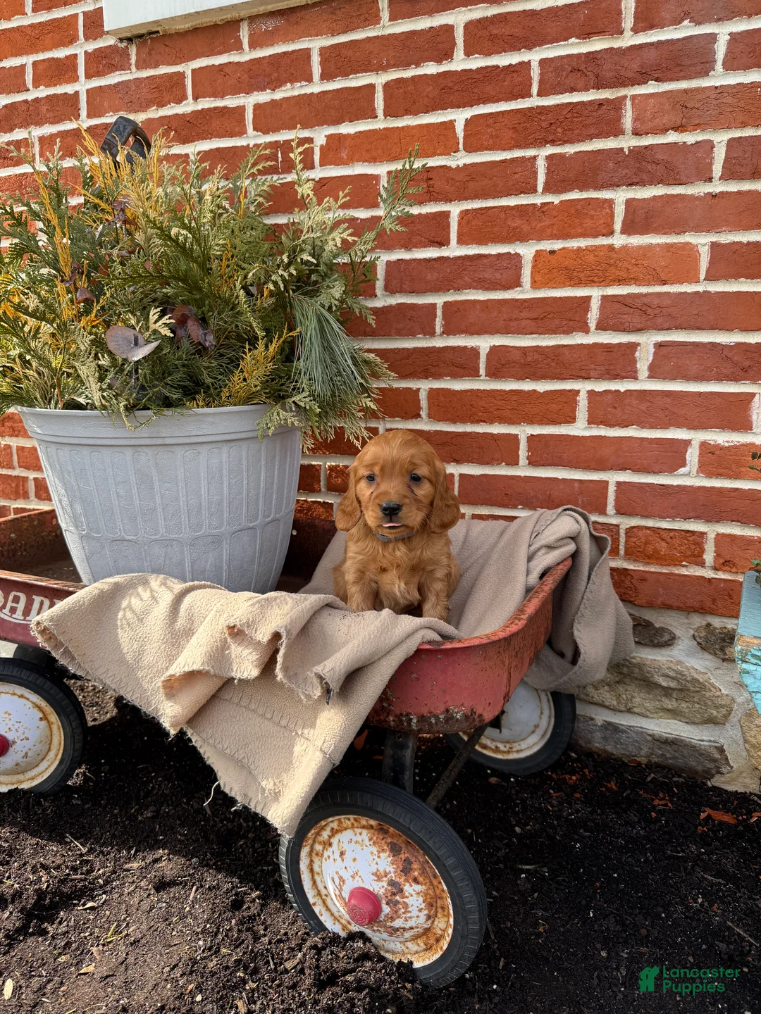 Miniature Golden Retriever dogs for sale: Miniature Golden Retriever Puppy 3 - Ad 4