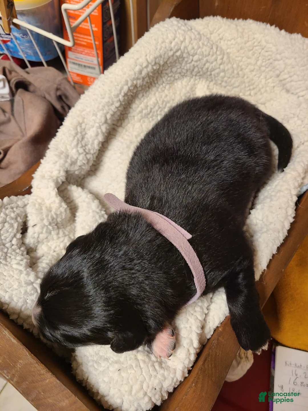Mixed Breed dogs for sale: Kit-Kat - Ad 2