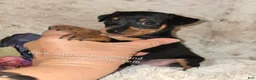 Miniature Pinscher dogs for sale: AKC Carter - Ad 3