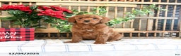Mini Goldendoodle dogs for sale: Wade - Ad 3