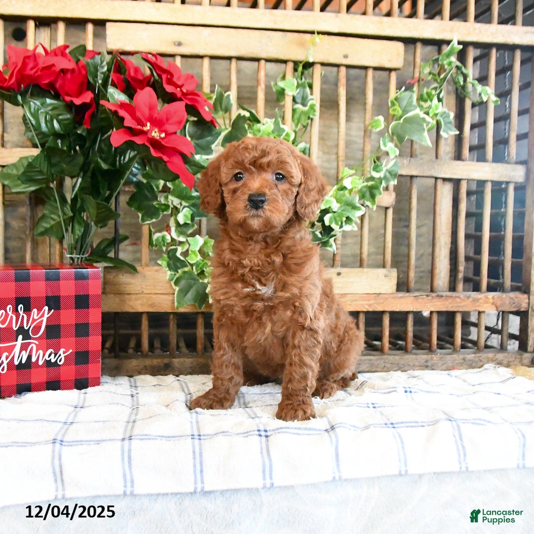 Mini Goldendoodle dogs for sale: Wade - Ad 3