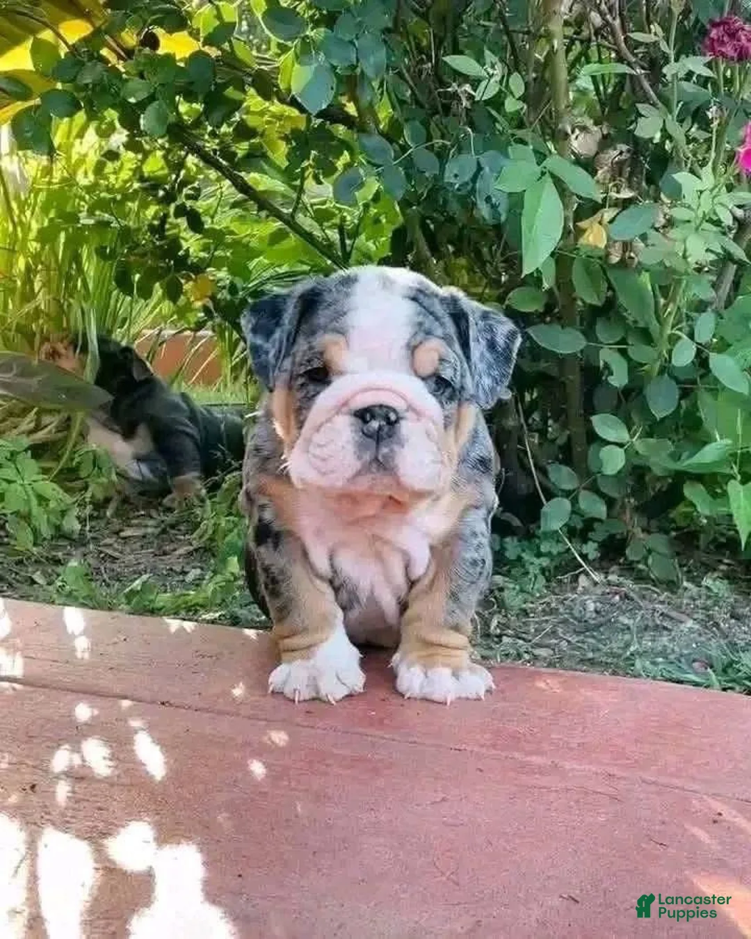 English Bulldog dogs for sale: clover - Ad 4