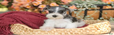 Queenie Miniature Schnauzer 