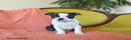 Boston Terrier dogs for sale: Dasher - Ad 5