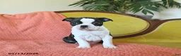 Boston Terrier dogs for sale: Dasher - Ad 20