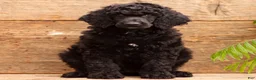 Standard Poodle dogs for sale: Daisy - Ad 2