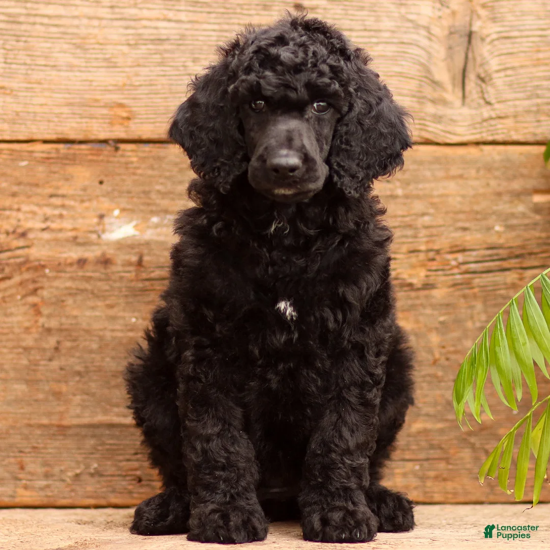 Standard Poodle dogs for sale: Daisy - Ad 2