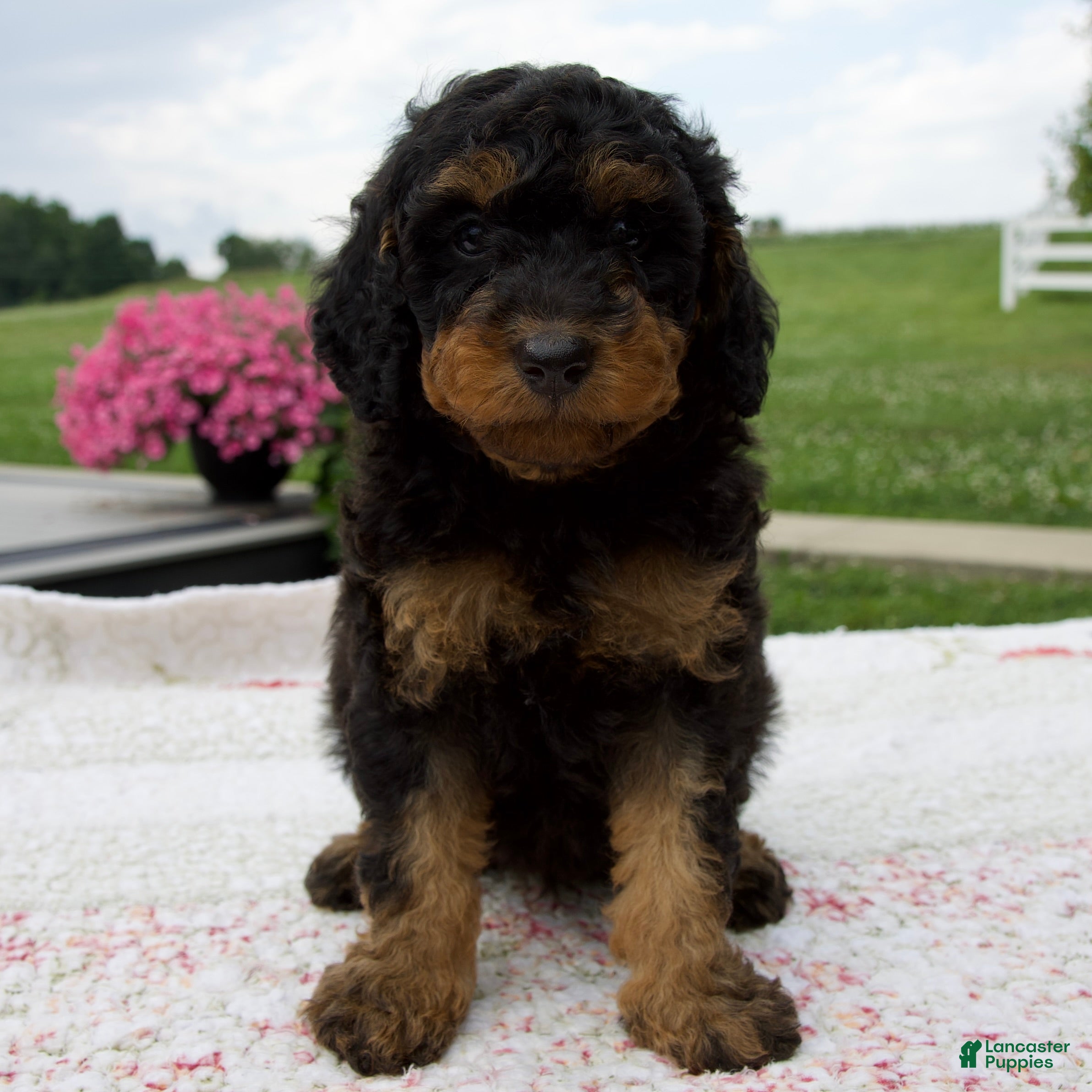 Aussiedoodle dogs Austin - Ad 2