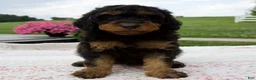 Aussiedoodle dogs for sale: Austin - Ad 2