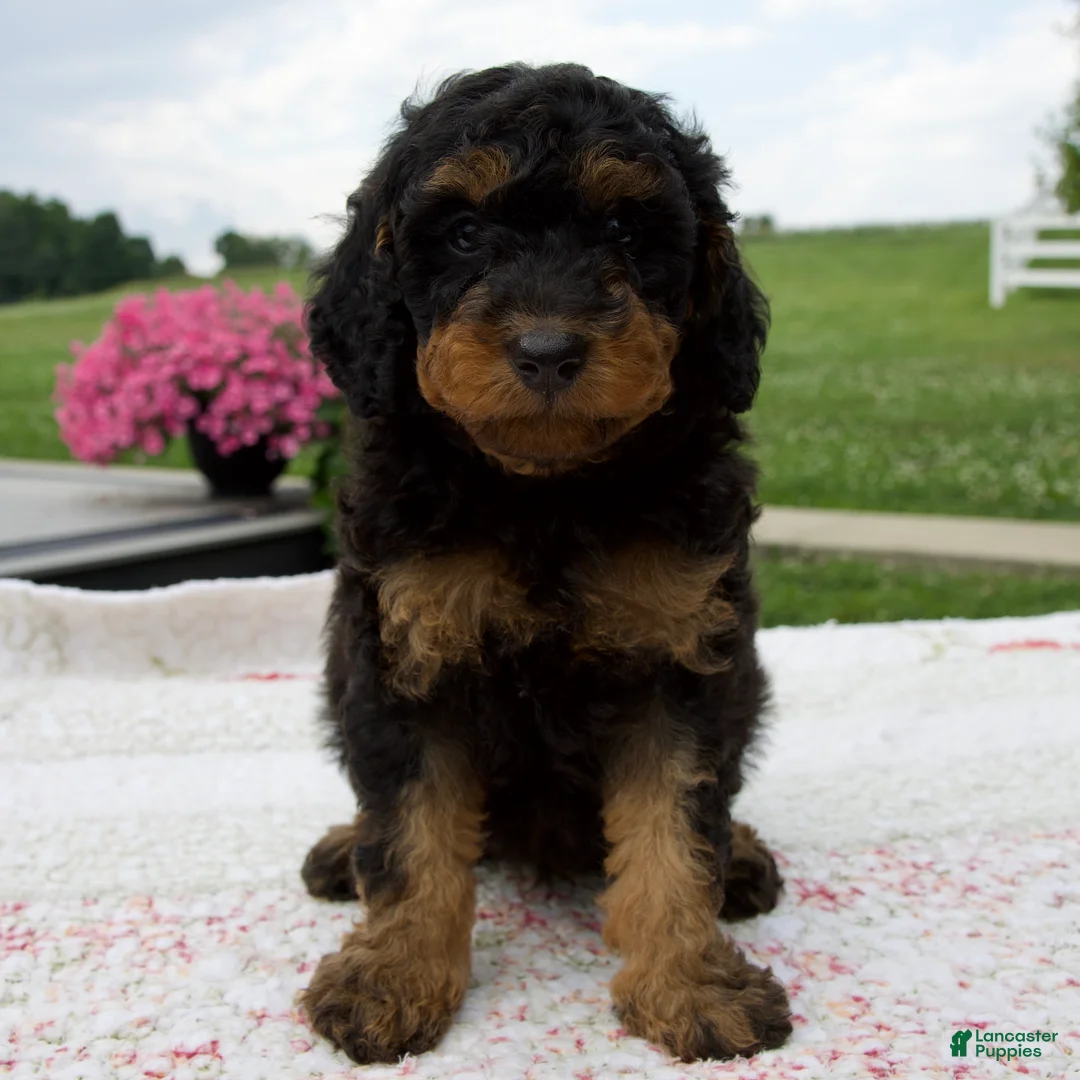 Aussiedoodle dogs for sale: Austin - Ad 2