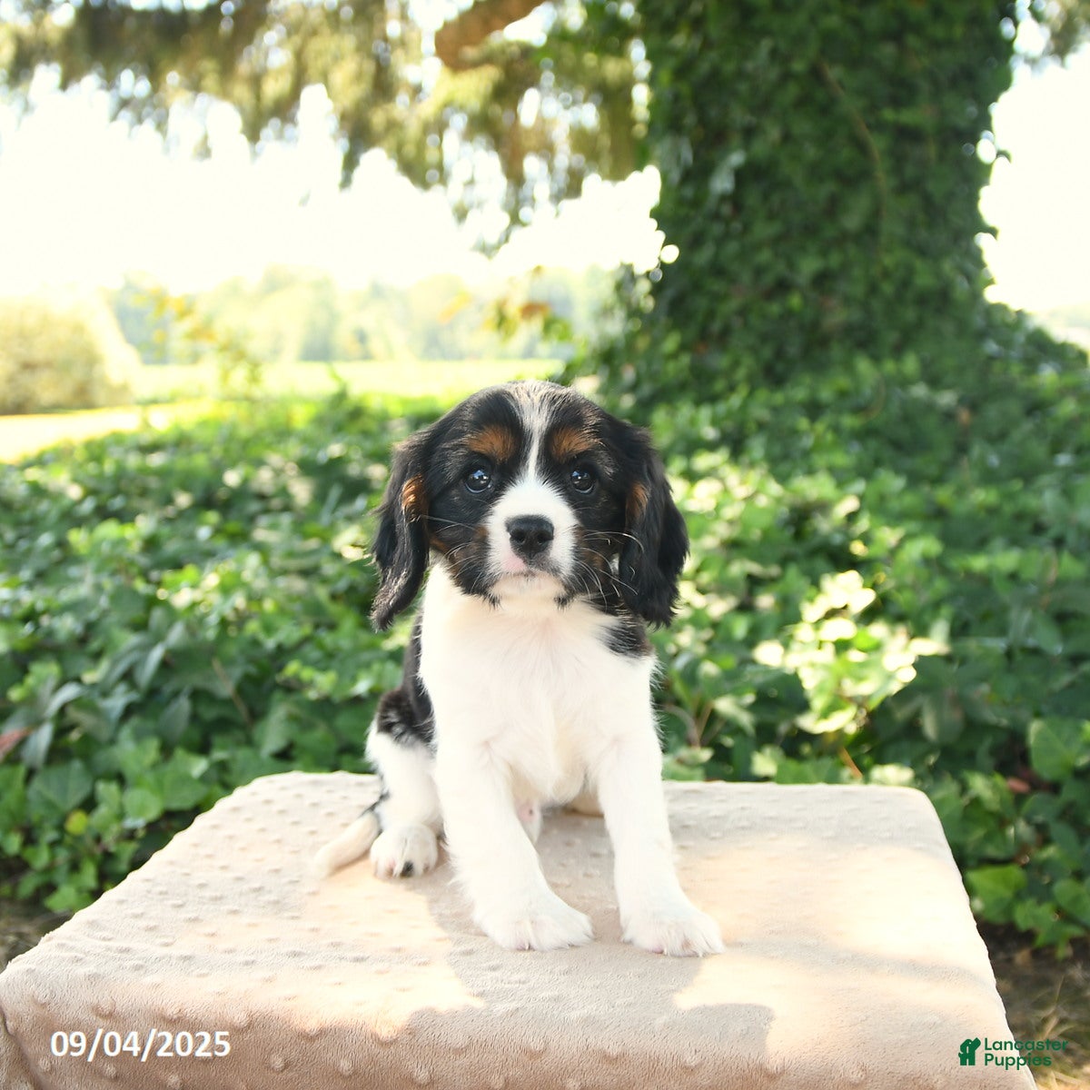 Cavalier King Charles Spaniel dogs Kipling - Ad 26