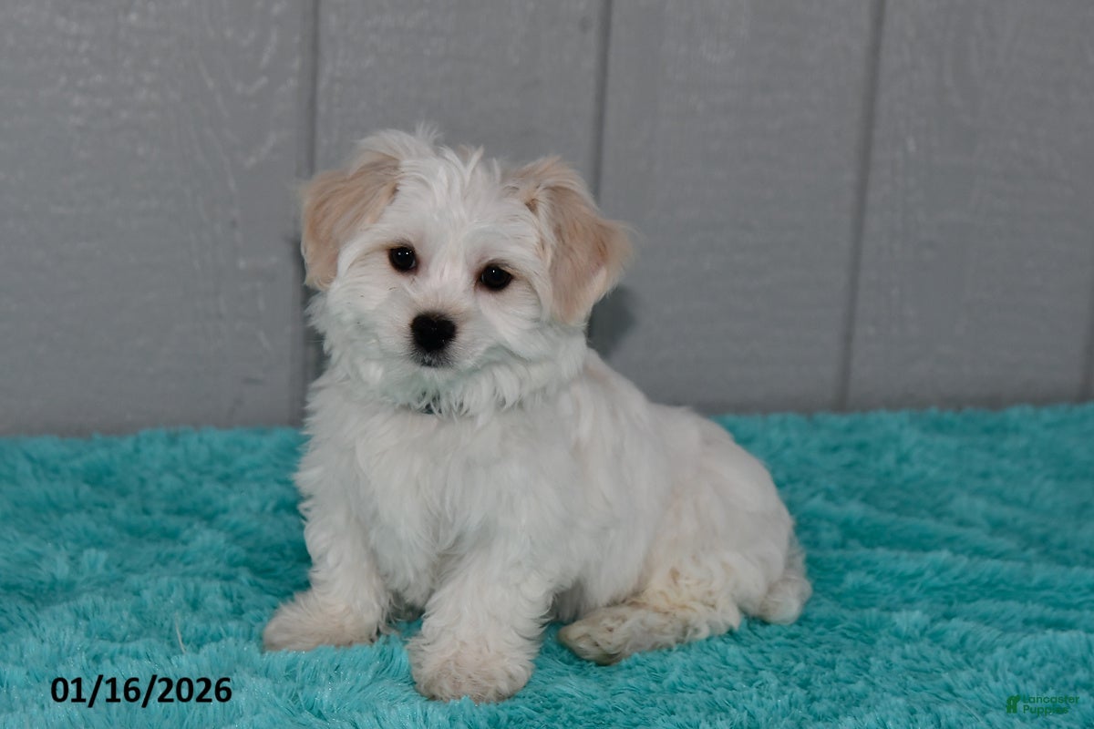Maltese dogs Snowball - Ad 19
