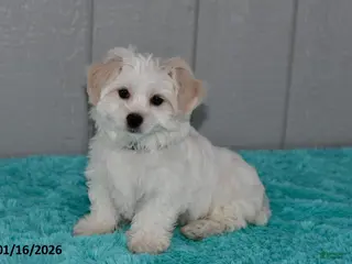 Maltese dogs Snowball - Ad 30