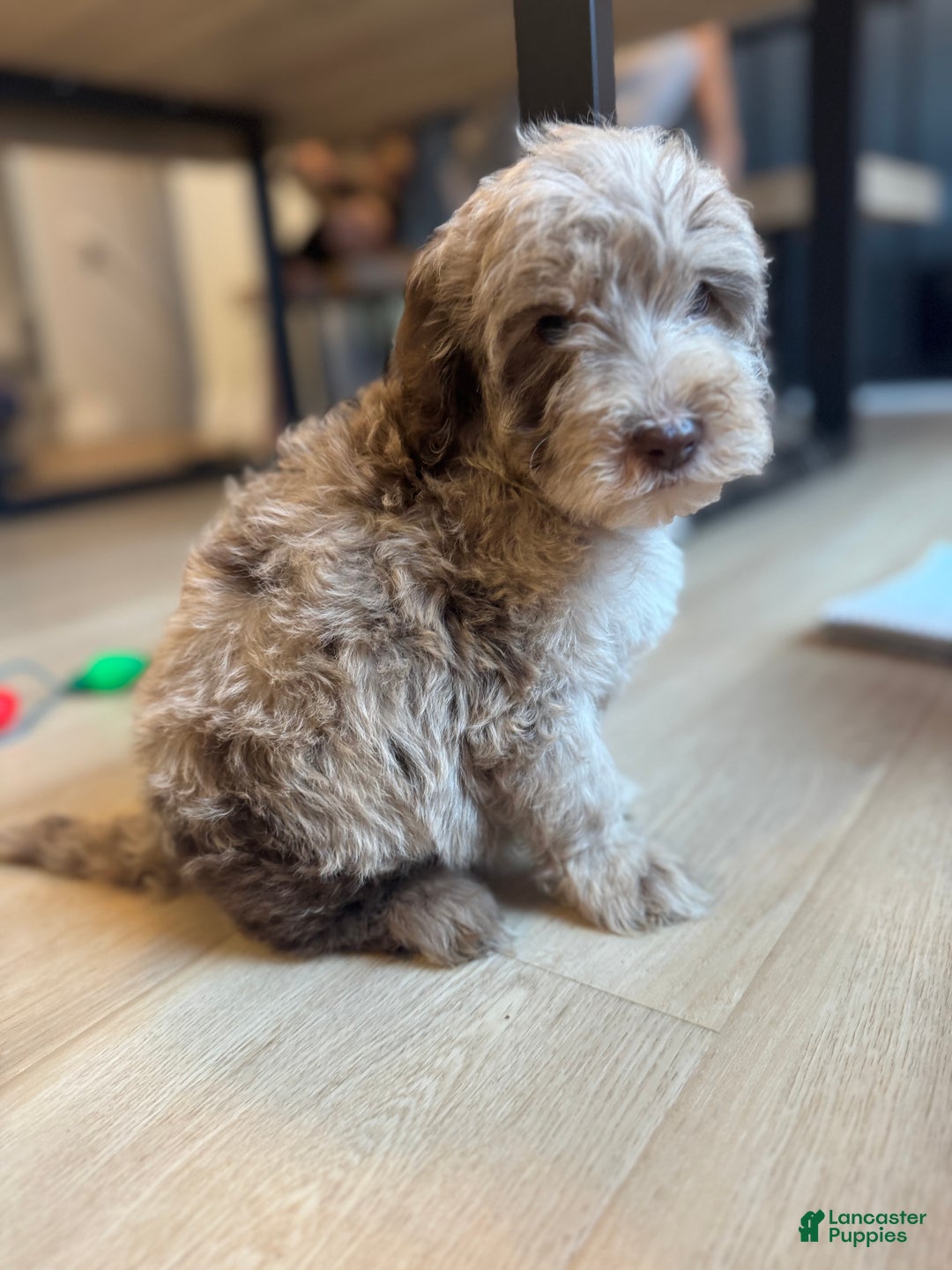 Mini Goldendoodle dogs for sale: Teddy - Ad 5