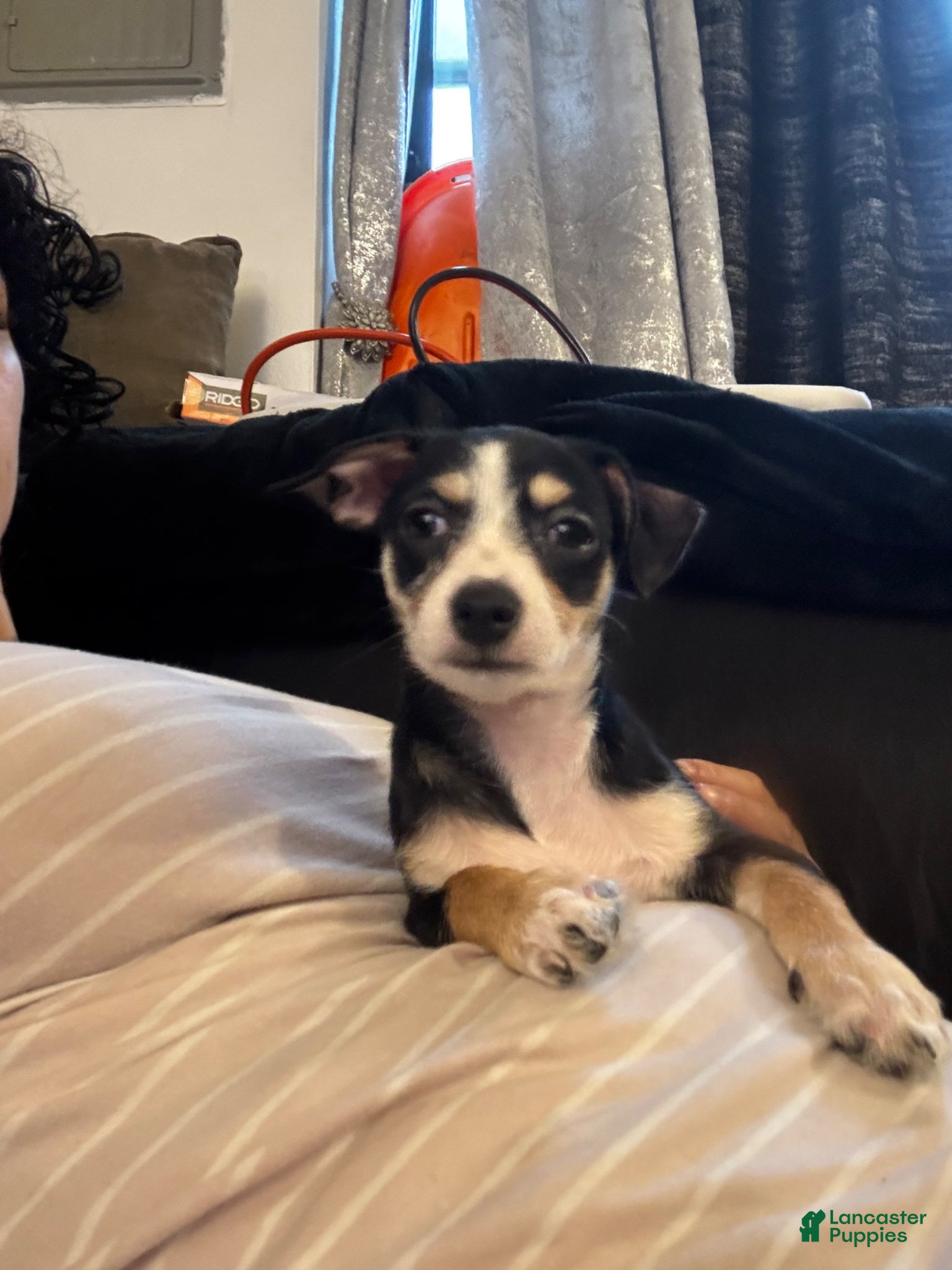 Mixed Breed dogs Mixed Breed Puppy 3 - Ad 39