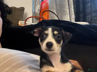 Mixed Breed dogs for sale: Mixed Breed Puppy 3 - Ad 1