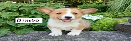 Welsh Corgi Pembroke dogs for sale: Bimbo - Ad 3