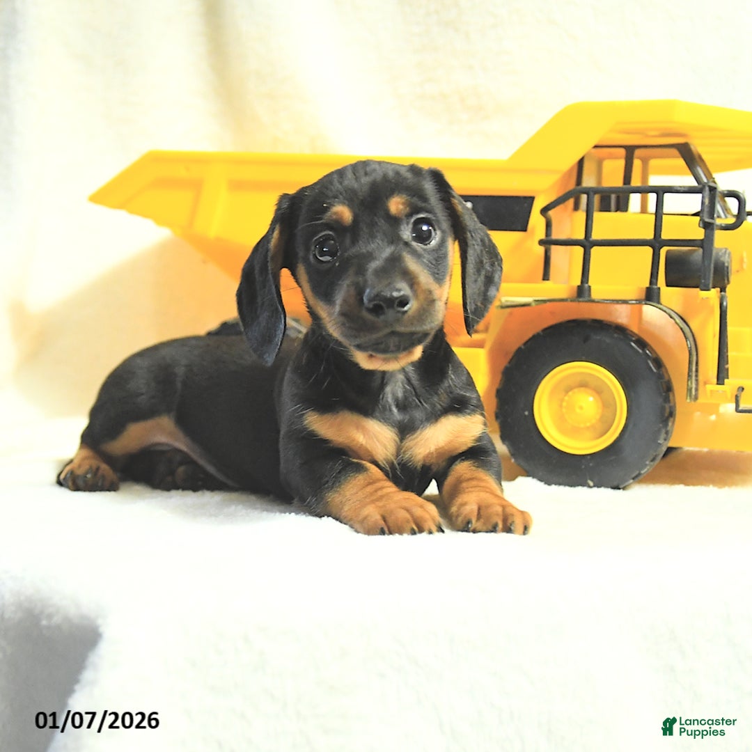 Miniature Dachshund dogs for sale: Dusty - Ad 3