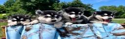 Alaskan Klee Kai dogs for sale: Shadow❤️ICA Registered🐾Text or Call 610-643-6846 - Ad 5