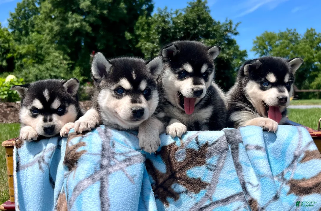 Alaskan Klee Kai dogs for sale: Shadow❤️ICA Registered🐾Text or Call 610-643-6846 - Ad 5