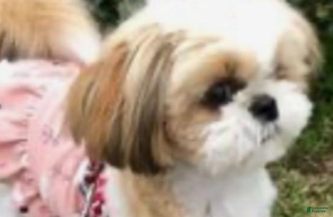 Shih Tzu dogs for sale: Betty - Ad 7