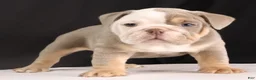 English Bulldog dogs for sale: Toby - Ad 10