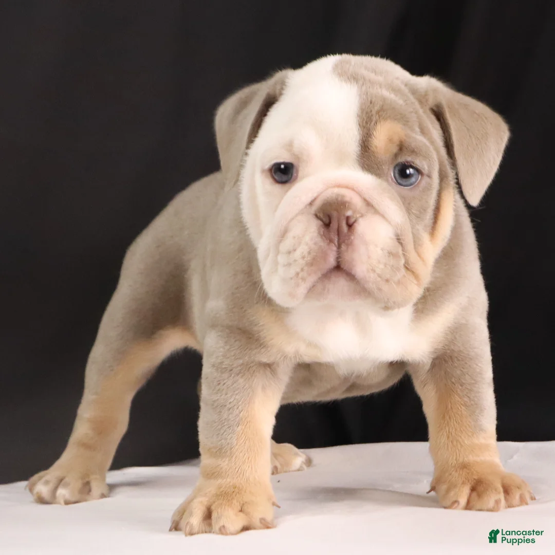 English Bulldog dogs for sale: Toby - Ad 10