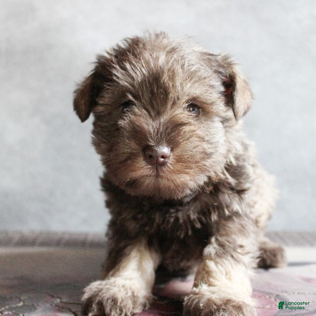 Miniature Schnauzer dogs for sale: Felicity - Ad 3