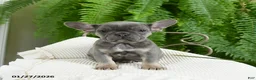 French Bulldog dogs for sale: Taffy - Ad 8