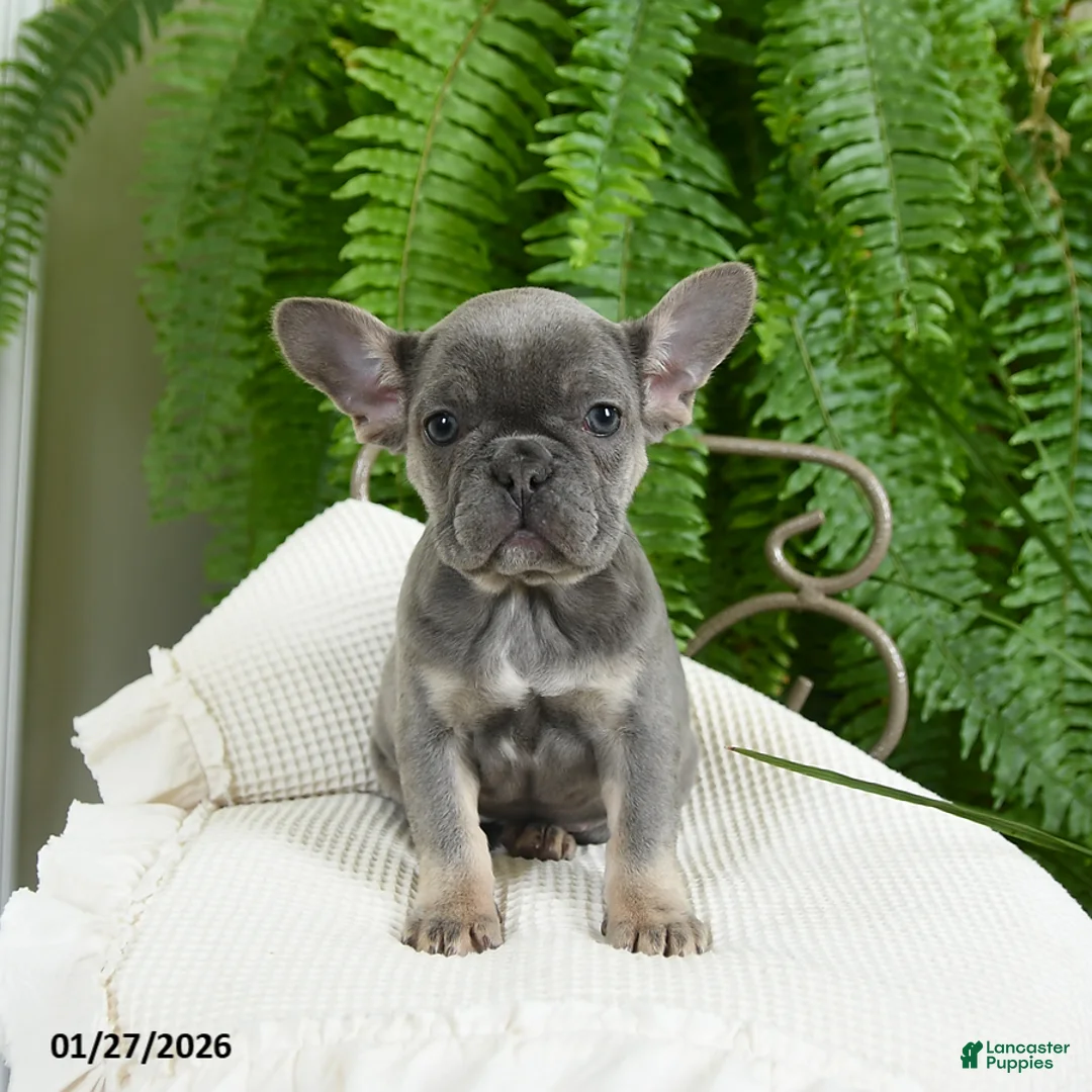 French Bulldog dogs for sale: Taffy - Ad 8