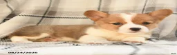 Welsh Corgi Pembroke dogs for sale: Olive  - Ad 7