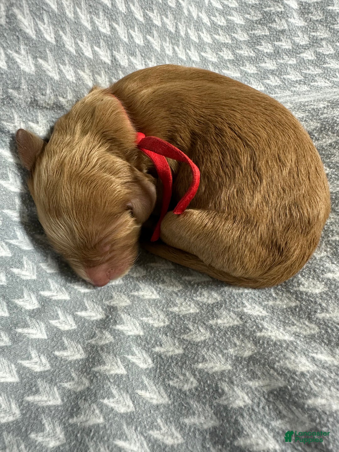 Goldendoodle dogs for sale: Red - Ad 6