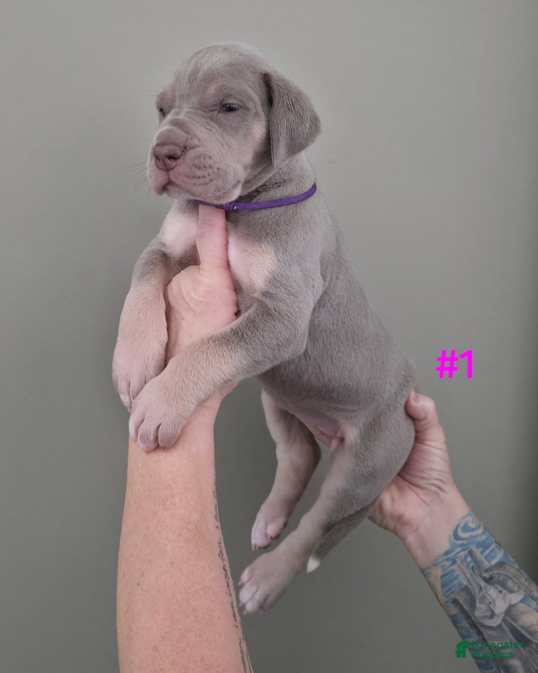 Great Dane dogs for sale: Great Dane Puppy 1 - Ad 4