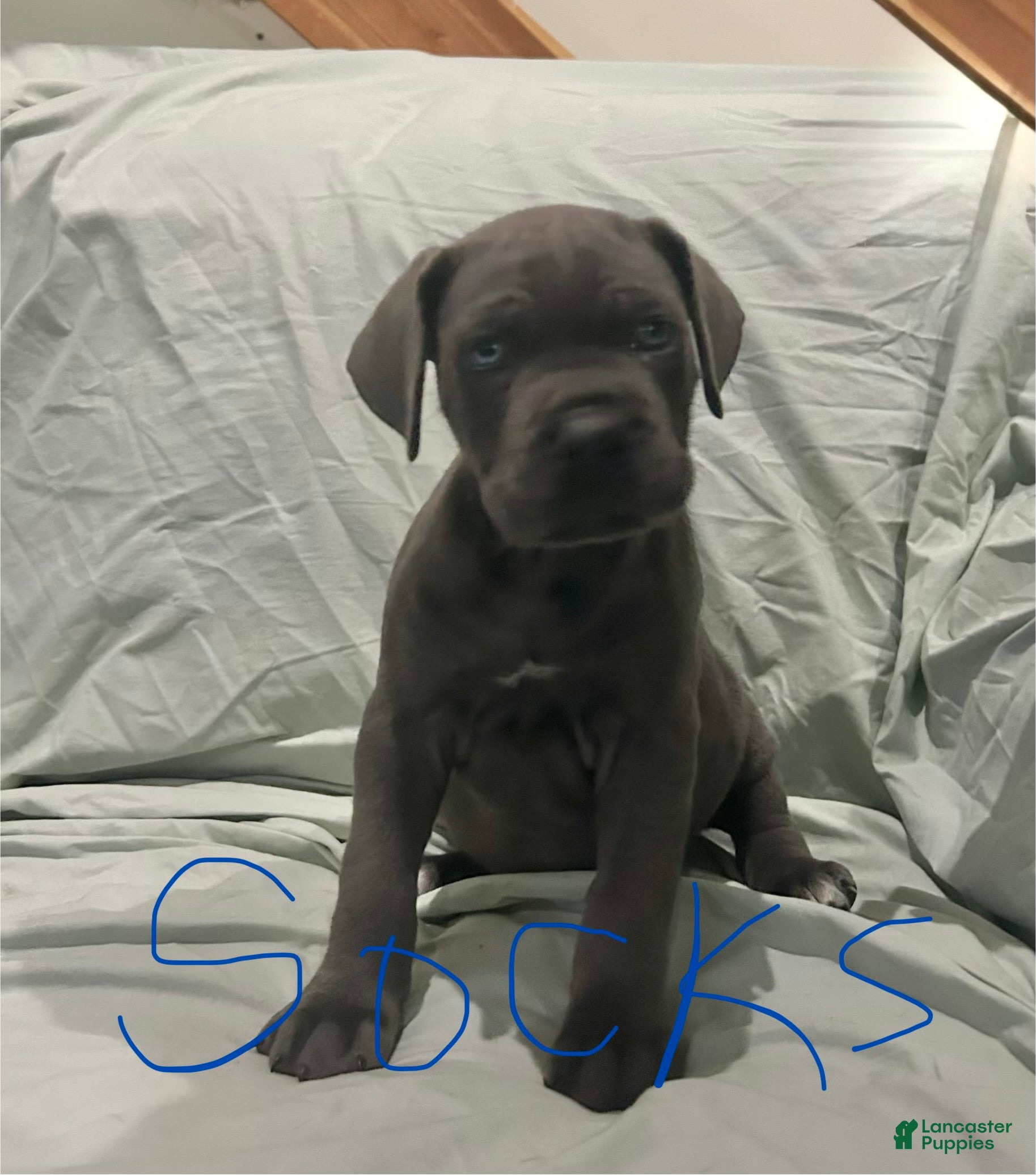 Cane Corso dogs Cane Corso Puppy 2 - Ad 12