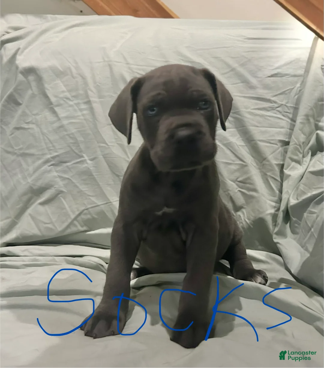 Cane Corso dogs for sale: Cane Corso Puppy 2 - Ad 1