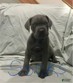 Cane Corso Puppy 2