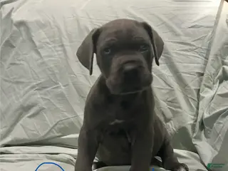 Cane Corso dogs Cane Corso Puppy 2 - Ad 12