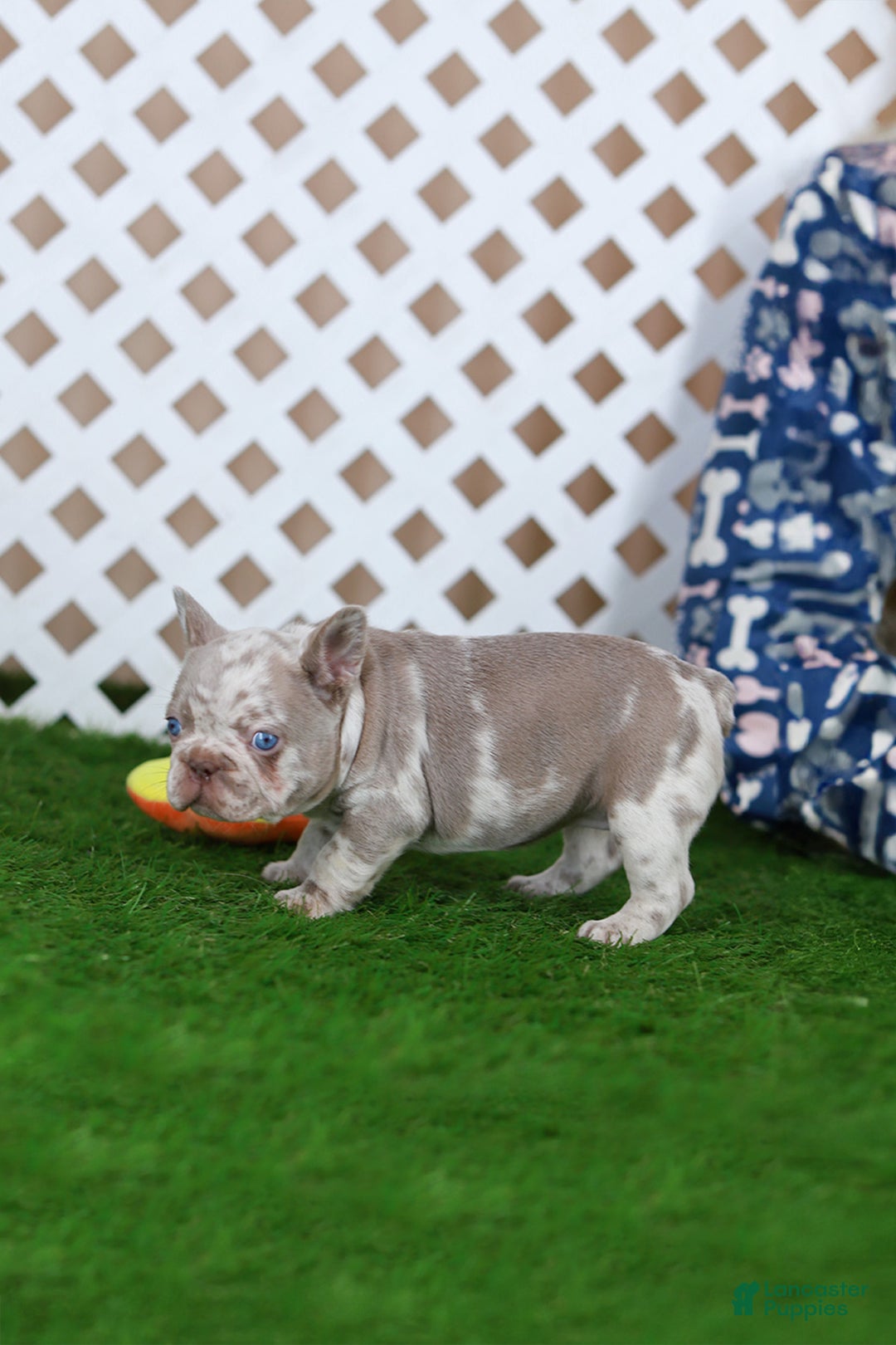 French Bulldog dogs for sale: Milena  - Ad 7