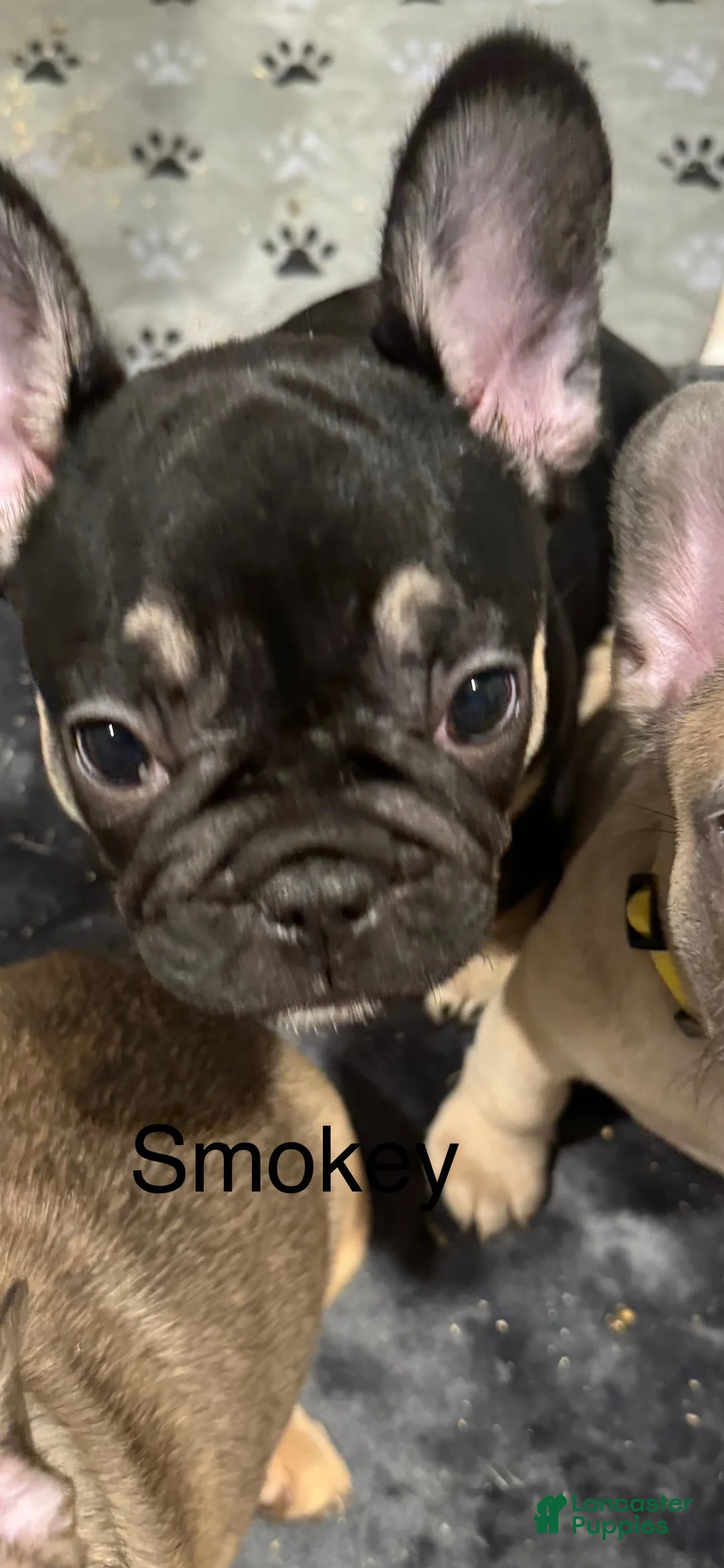 French Bulldog dogs for sale: Smokey - Ad 6