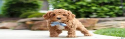 Cavapoo dogs for sale: Maverick - Ad 3