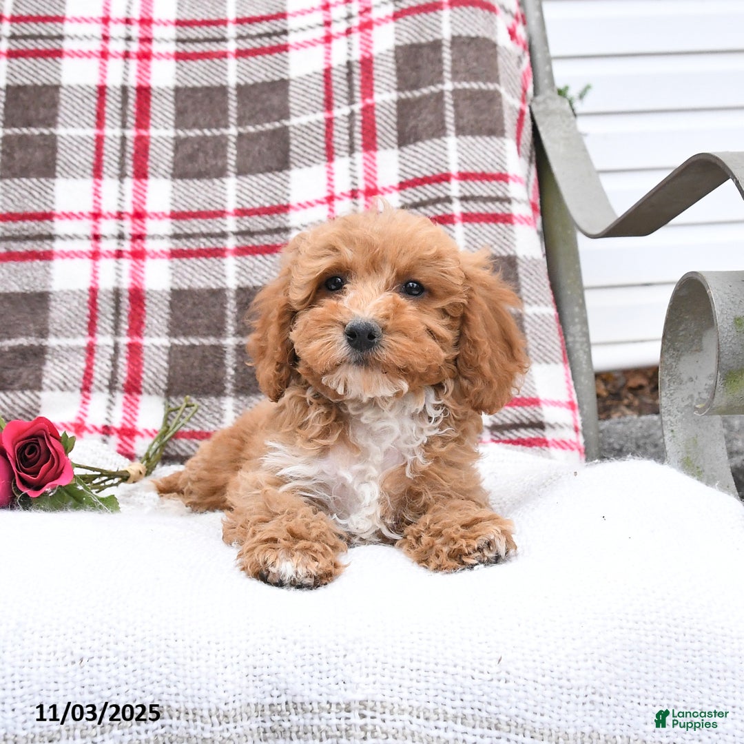 Cockapoo dogs for sale: Cindy - Ad 2