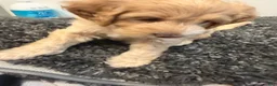 Mini Goldendoodle dogs for sale: Mini Goldendoodle 4 - Ad 7