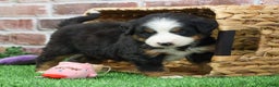 Bernese Mountain Dog dogs for sale: Mistletoe - Ad 6