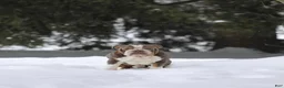 English Bulldog dogs for sale: Puppy 3 - Ad 4