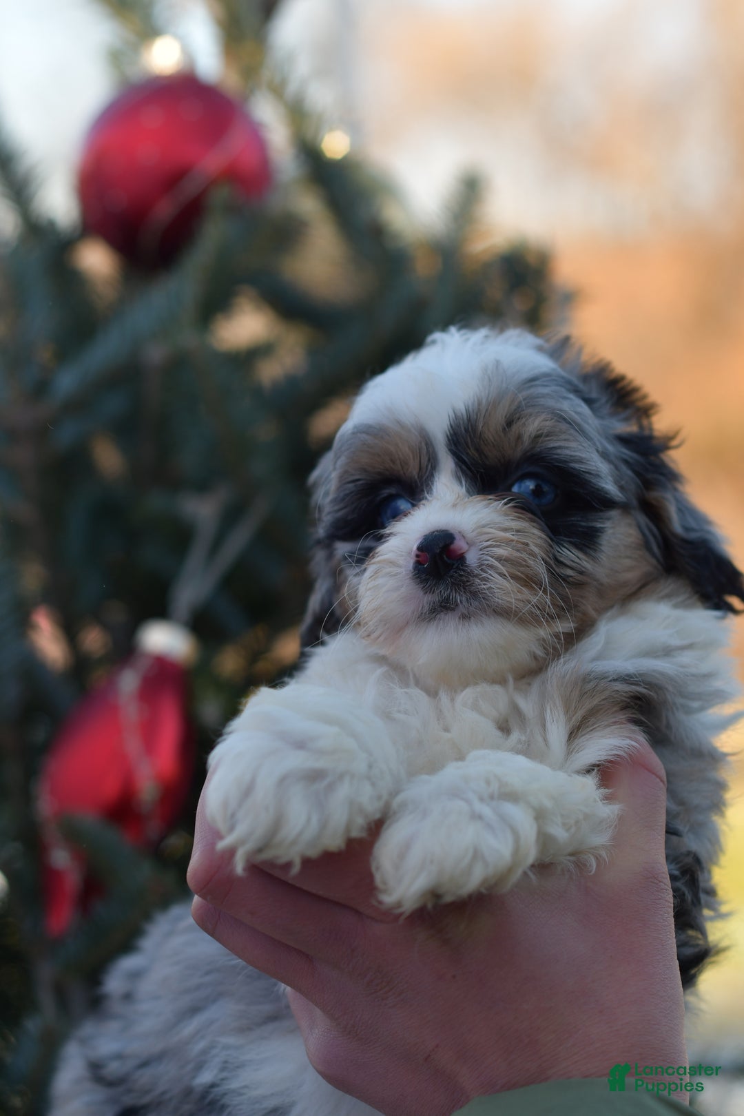 Mini Aussiedoodle dogs for sale: Rory - Ad 15