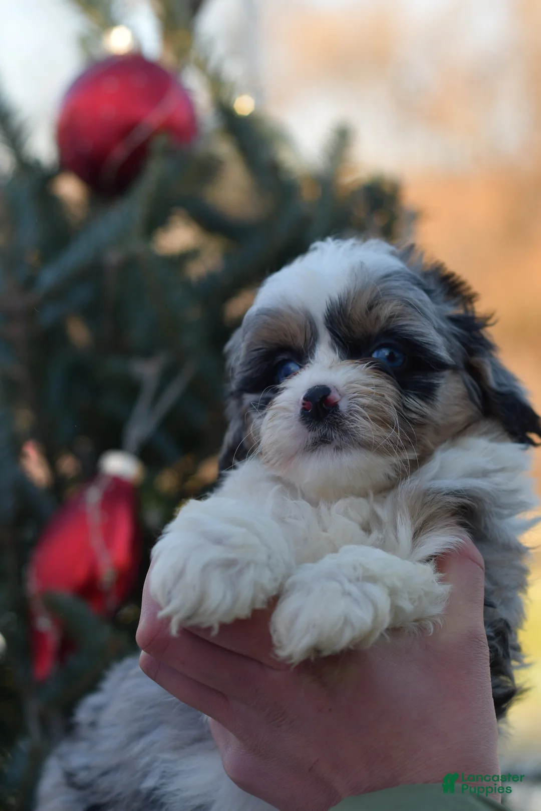Mini Aussiedoodle dogs for sale: Rory - Ad 15