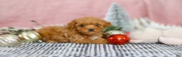 Miniature Poodle dogs for sale: Sadie - Ad 5