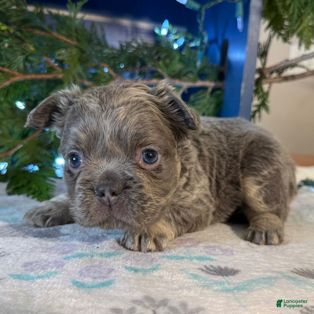 French Bulldog dogs for sale: Damon - Ad 1